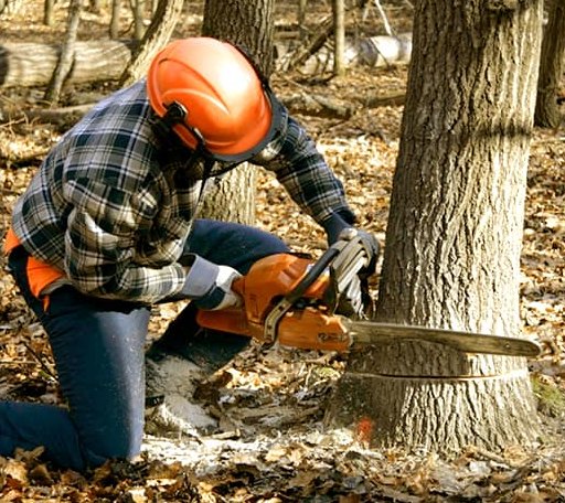 Tree Removal in Rock Creek, WV